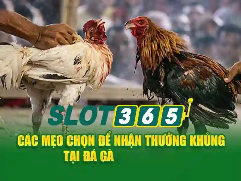 Trải nghiệm người chơi trên Slot365