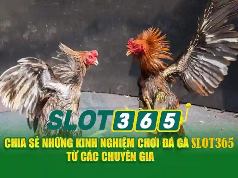 Slot365 - Nền tảng trò chơi slots trực tuyến đáng tin cậy
