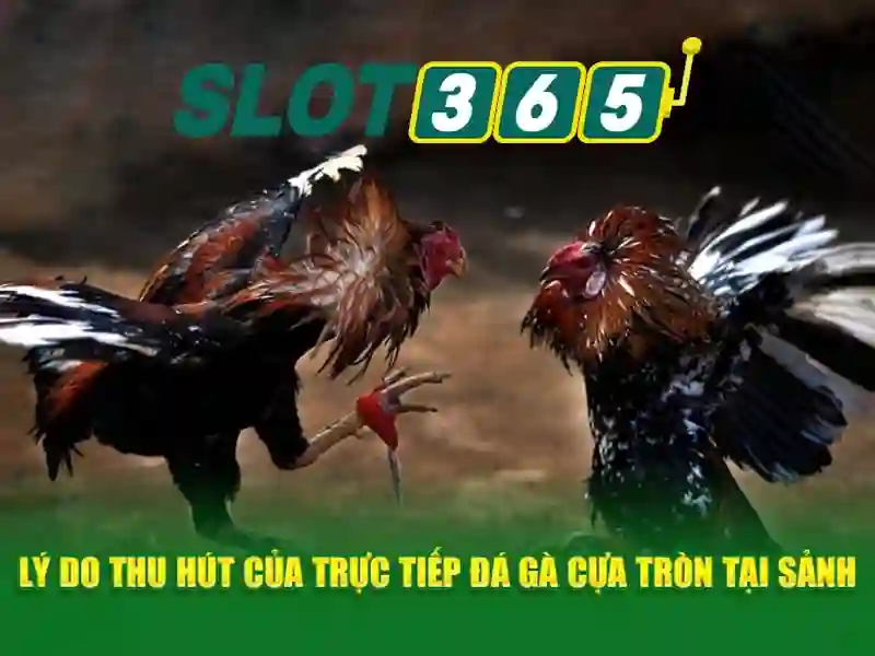 hướng dẫn Slot365 – chủ đề tổng quan và giá trị cốt lõi