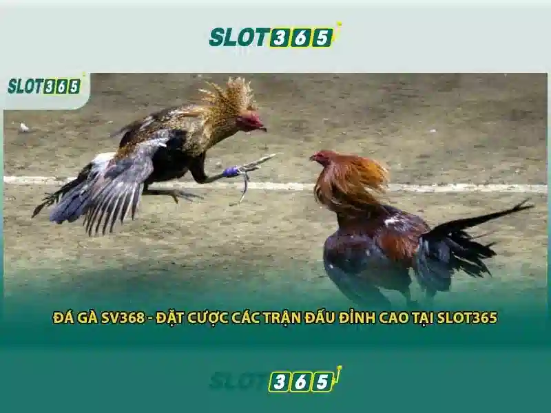 Trải nghiệm người dùng và phản hồi cộng đồng