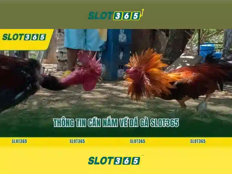 slot365 tái – Đổi mới trải nghiệm trò chơi trực tuyến