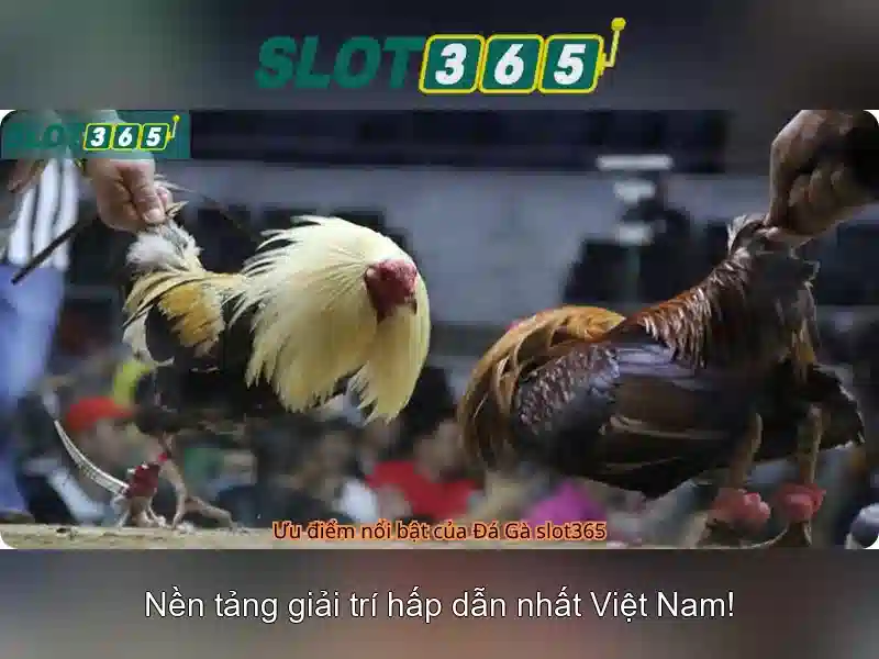 Slot365 - Nền tảng trò chơi xèng trực tuyến nổi bật
