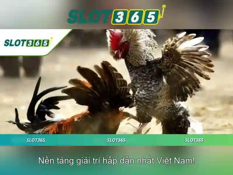 Slot365 - Nền tảng casino trực tuyến