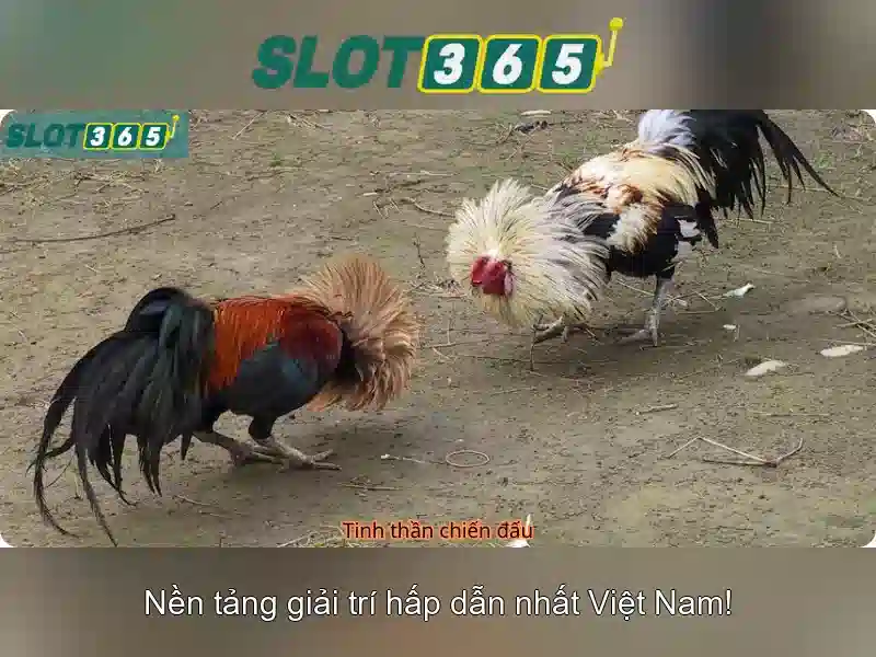 hỗ trợ Slot365 – Tổng quan chủ đề và giá trị cốt lõi