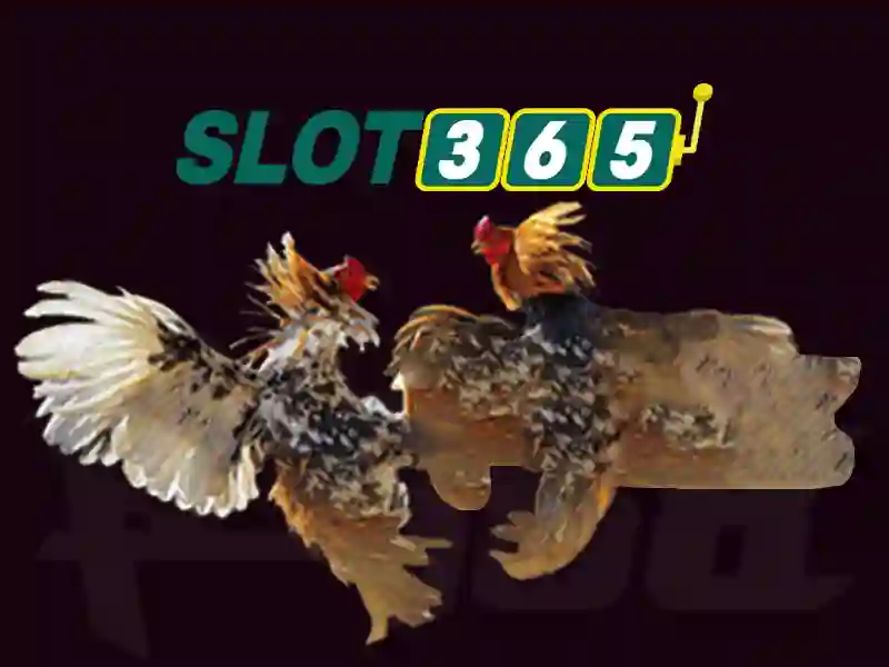 Slot365 là gì? Đánh giá nền tảng slot trực tuyến
